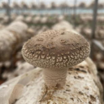 蘑菇花菇鸡眼私密,探寻蘑菇花菇的独特魅力与养生之道