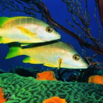 一线吃瓜娱乐圈by海底,海底视角下的“一线吃瓜”众生相