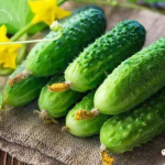 娱乐吃瓜直播间老燕子,揭秘娱乐圈幕后故事