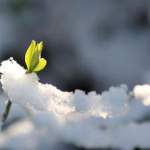 梦见冰天雪地,探寻梦境中的神秘雪景