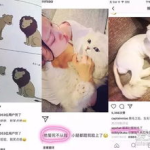 娱乐吃瓜酱虐猫博主小说