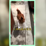 吃瓜群众的娱乐网名,揭秘吃瓜群众的娱乐网名背后的故事