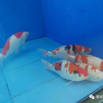 宠物鱼图片大全,缤纷色彩，畅游水族馆