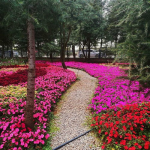 遍地鲜花打一城市名,探寻中国遍地鲜花的美丽城市之谜”