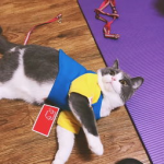 猫训练,从基础到进阶的实用技巧