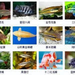 观赏鱼的种类图片,观赏鱼种类图片赏析