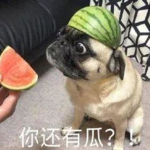 娱乐吃瓜小八哥是谁啊小说,揭秘网络小说中的神秘角色